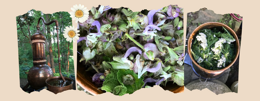 The Soul of the Plant: Why We Love Our Hydrosols