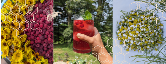 The Pollinator’s Cup: Growing & Foraging Herbs for Bees and Tea
