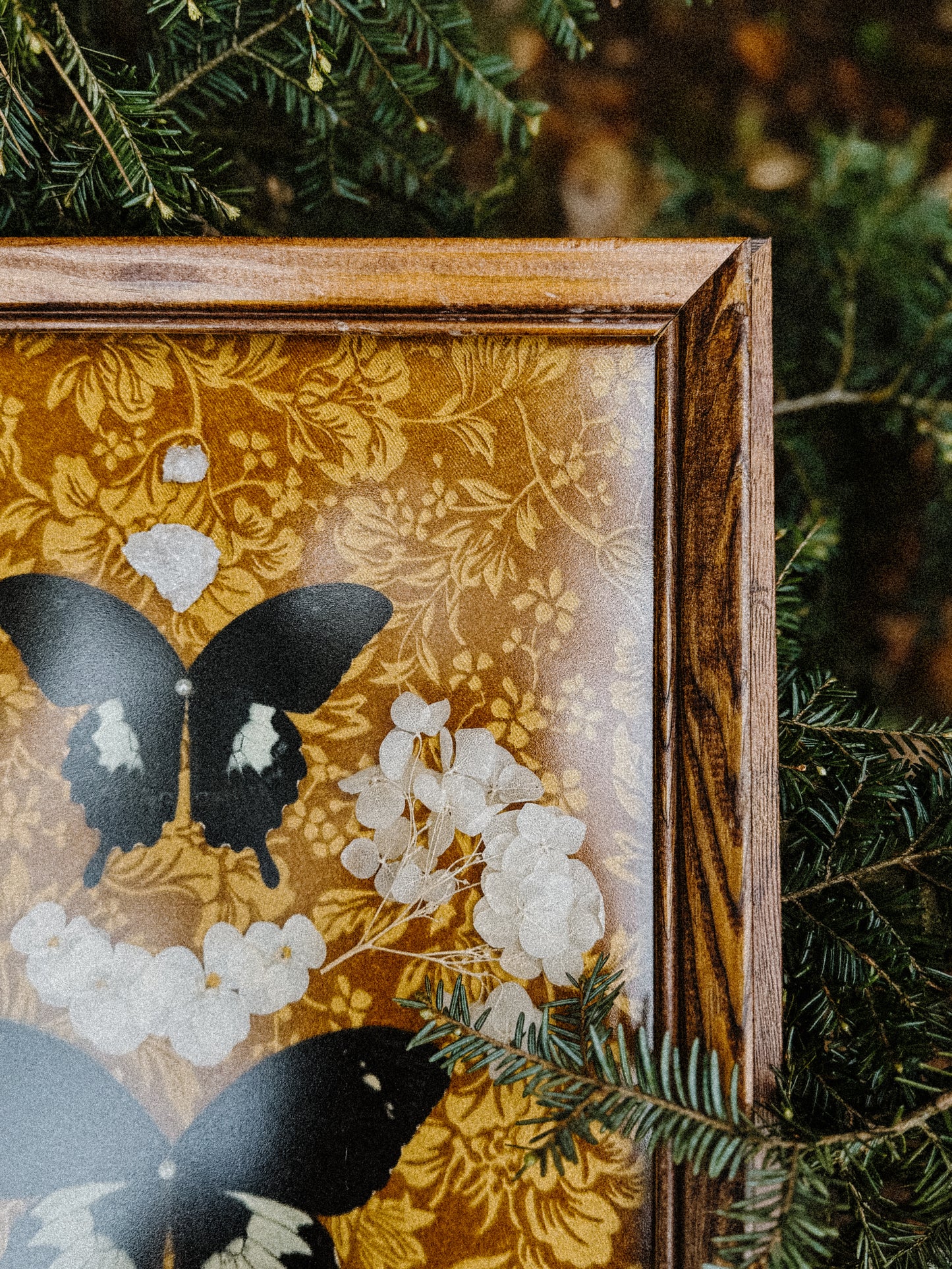 Butterfly Pinning with Lady Starlace✨