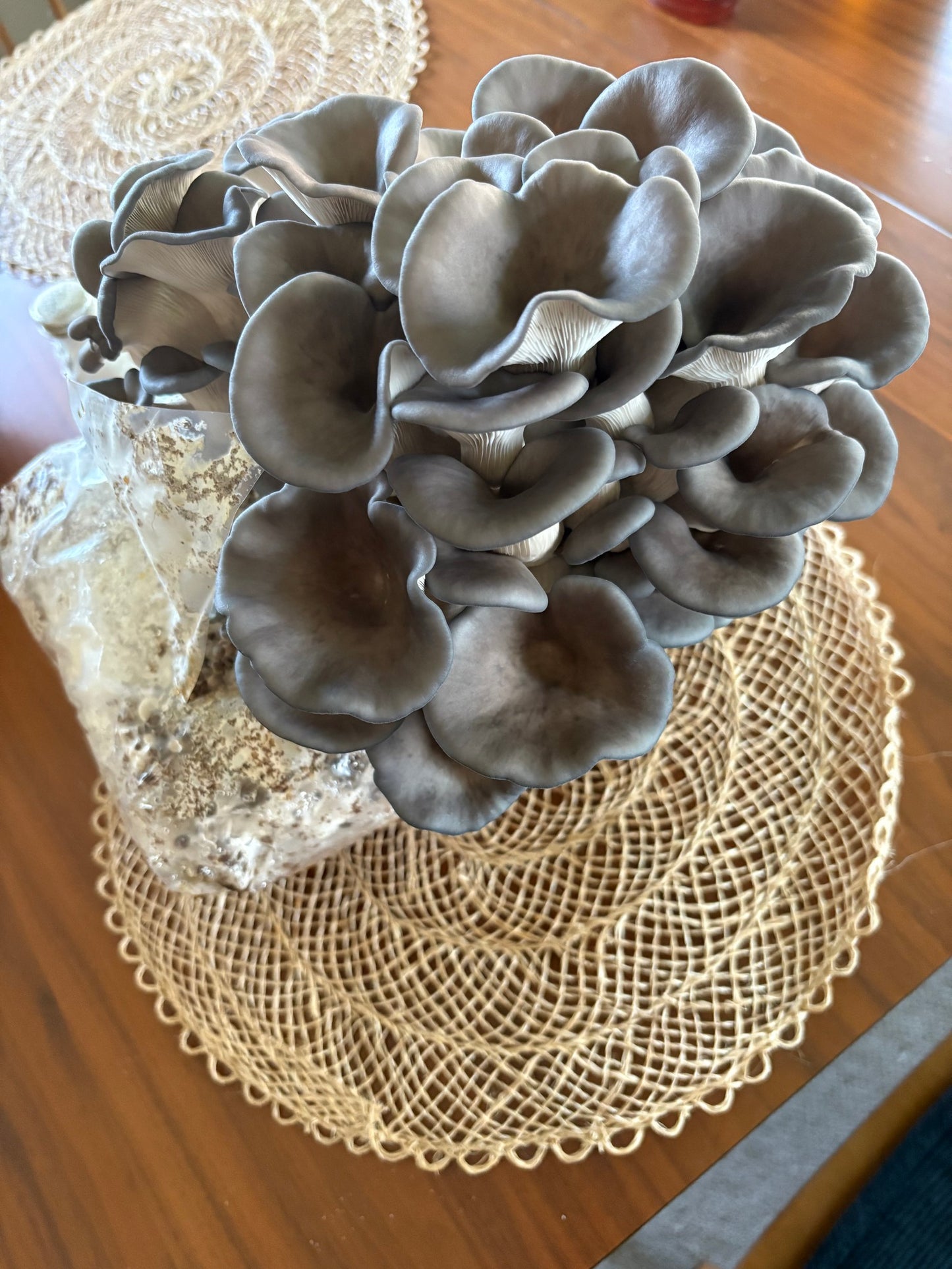 Cooking with Gourmet Mushrooms ft. Glasgo Farms