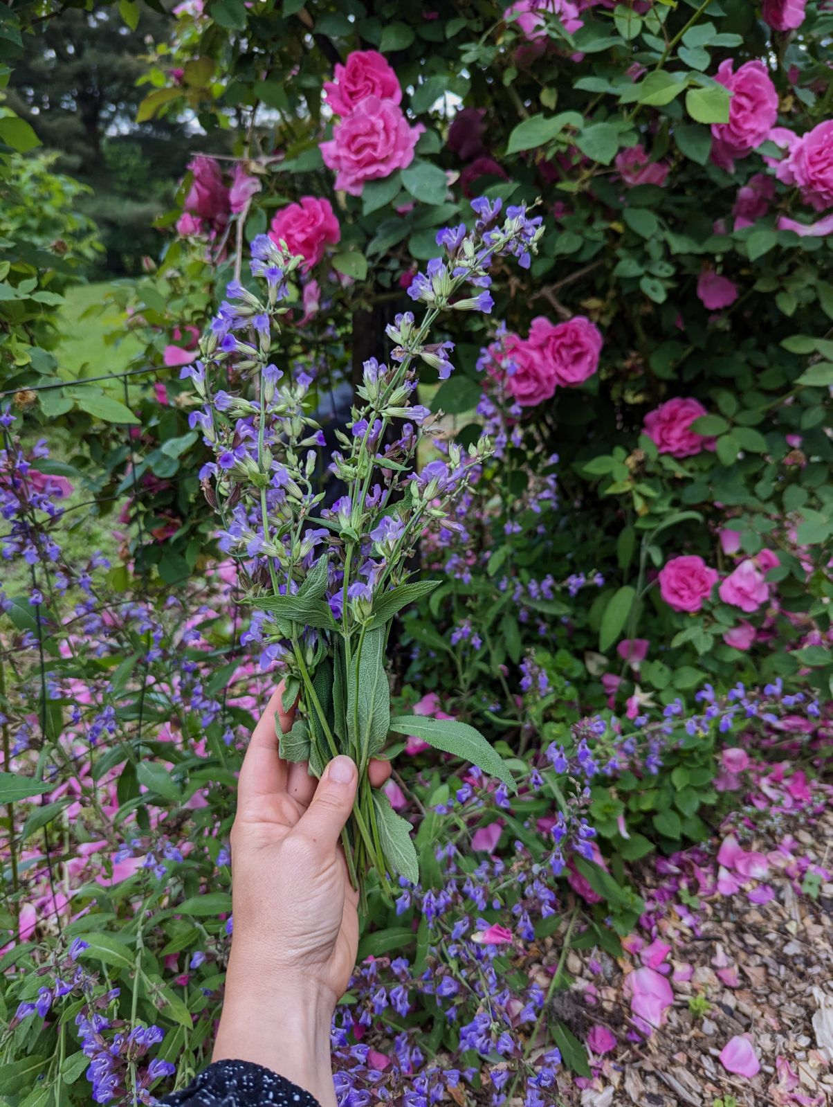 Hair Tonic | Sage, Lavender & Nettles