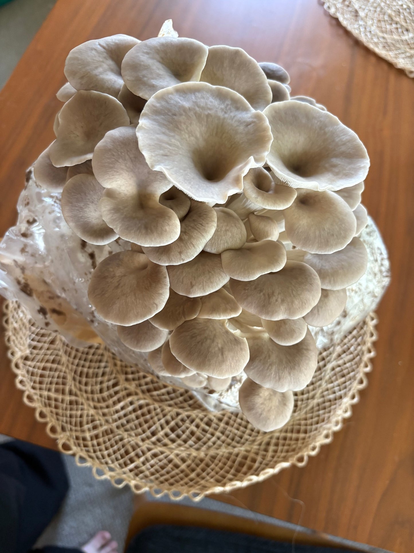 Cooking with Gourmet Mushrooms ft. Glasgo Farms